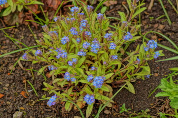 Forget-me-not blooms in the garden