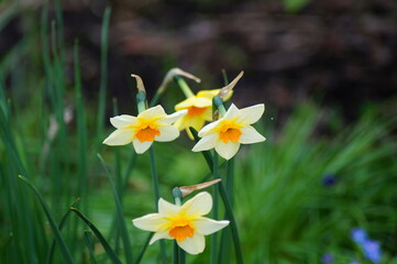 group of daffodils blooming in the garden