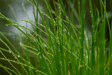 Fototapeta na wymiar rain drops on green grass