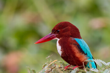 White-throated kingfisher.
The white-throated kingfisher (Halcyon smyrnensis) also known as the white-breasted kingfisher is a tree kingfisher, widely distributed in Asia.