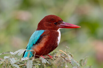 White-throated kingfisher.
The white-throated kingfisher (Halcyon smyrnensis) also known as the white-breasted kingfisher is a tree kingfisher, widely distributed in Asia.