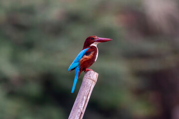 White-throated kingfisher.
The white-throated kingfisher (Halcyon smyrnensis) also known as the white-breasted kingfisher is a tree kingfisher, widely distributed in Asia.