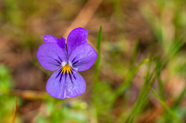 European field Pansy flower, close up