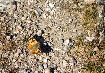 Spring flowers and landscapes in northern Spain