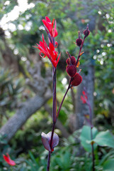 Obraz premium Canna edulis. Canna indica (indian shot), fruto y flor. Primer plano macro, flores y frutos rojos