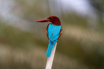 White-throated kingfisher.
The white-throated kingfisher (Halcyon smyrnensis) also known as the white-breasted kingfisher is a tree kingfisher, widely distributed in Asia.