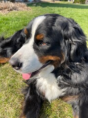Bernese Mountain Dog