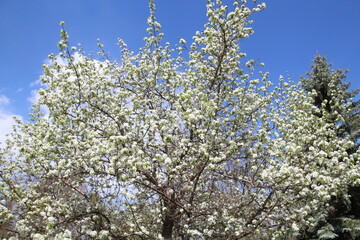 Blooms Above Us, U of A Botanic Gardens, Devon, Alberta