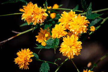Yellow flowers on green leaves in the garden 