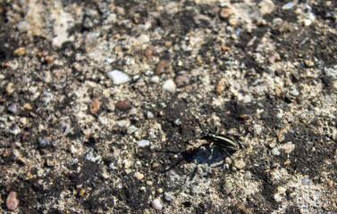 Spring flowers and landscapes in northern Spain