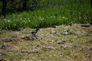 Magpie walks through the grass in search of food 