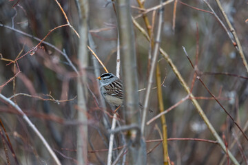 A small grey, brown adn white Chickadee bird seen in the boreal forest of northern Canada during springtime. Standing on branches in tree. 