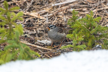 Northern Chickadee small bird standing on ground camoflagued into surrounded sticks and boreal forest floor. 