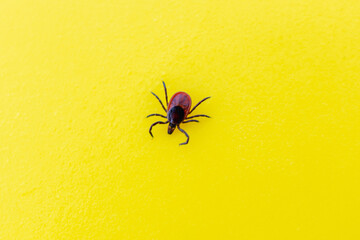 Dangerous tick on a yellow table in the laboratory.