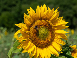 Close-up of a sunflower blossom with a bumblebee