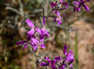 Spring flowers and landscapes in northern Spain