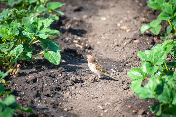 A small sparrow between the rows with strawberries.