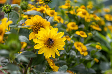 Close-up of a yellow flower with a bee in a flowerbed in Erfurt