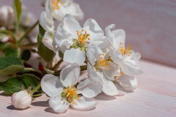 Flowers from an apple tree are on the table.