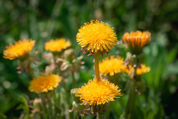 Yellow dandelions in a green field.