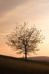 Naklejka na ściany i meble tree in sunset