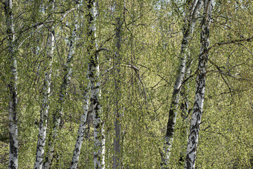 birch in forest, stockholm, sverige, sweden, nacka