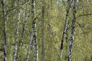 Obraz premium birch in forest, stockholm, sverige, sweden, nacka