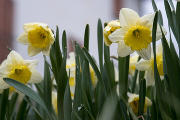 Fototapeta premium un bel gruppo di fiori primaverili, fiori colorati in primavera, la natura e i suoi colori bellissimi 