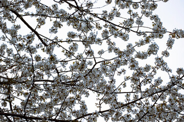 branches of a tree with sky, stockholm, sverige, sweden, nacka