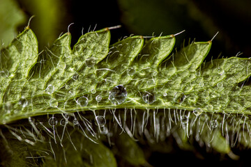 water drops on a leaf, stockholm, sverige, sweden, nacka