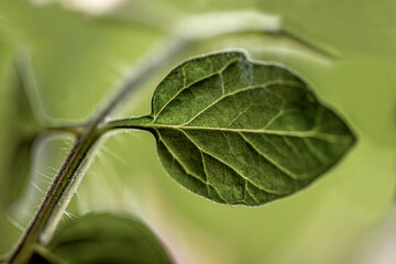 close up of green leaf, stockholm, sverige, sweden, nacka