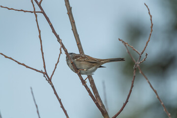A small grey, brown adn white Chickadee bird seen in the boreal forest of northern Canada during springtime. Standing on branches in tree. 
