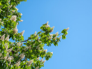The tree chestnut blooms in spring against the blue sky.