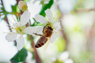 The bee sits on a cherry blossom.