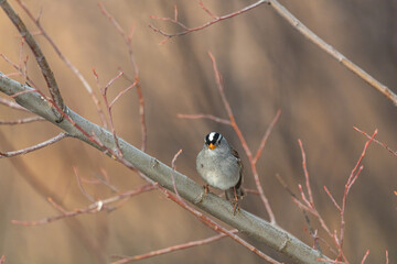 A small grey, brown adn white Chickadee bird seen in the boreal forest of northern Canada during springtime. Standing on branches in tree. 
