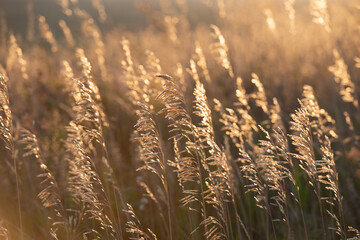 Fototapeta premium Dry ears of plants in the meadow in the evening in the golden light of the setting sun.