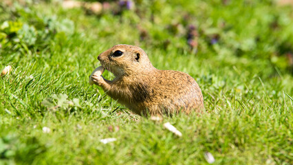 Naklejka na ściany i meble Close up ground squirrel on the meadow. Beautiful view. Cute animal. 