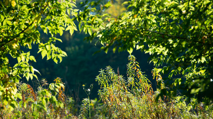 silhouettes of green plants and foliage of trees in sunlight on a dark background.