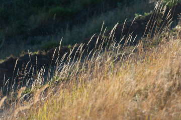 Ears of dry grass on a hillside in golden sunlight against a dark background.  Natural background.