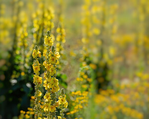Inflorescence of yellow meadow mullein flowers in the sunlight of the day on a blurred background.