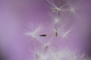 Pusteblume close up, Hintergrund lila/dunkelgrün