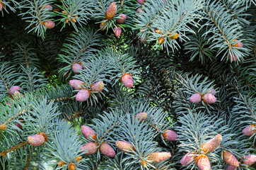 Background with new cones growth on blue spruce in spring. Young cones on branches of a blue spruce. Twigs of blue spruce