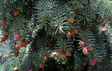Naklejka na ściany i meble Background with new cones growth on blue spruce in spring. Young cones on branches of a blue spruce. Twigs of blue spruce