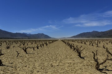 vineyard in the desert