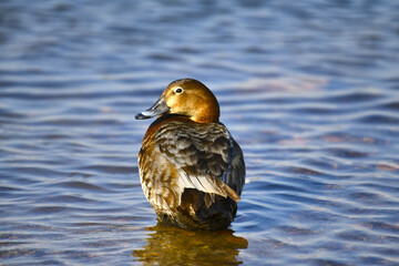 The red duck (Latin Aythya ferina) is a medium-sized diving duck. The female is resting in shallow water, in the rays of the setting sun. Europe. Spring.