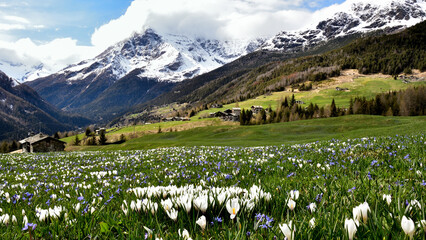 Chiarreggio valley with blooming crocus - 433836115