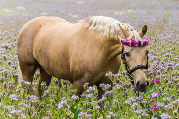 Fototapeta premium Pferd im Phaceliafeld