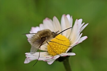 Großer Wollschweber (Bombylius major).auf Gänseblümchen (Bellis perennis)