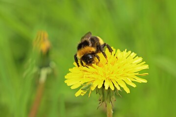 Erdhummel (Bombus terrestris) mit Heupferdlarve auf Löwenzahn