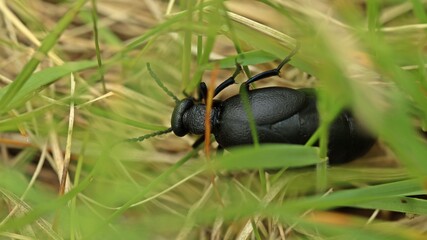 Weiblicher Schwarzblauer Ölkäfer (Meloe proscarabaeus).